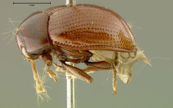 Media type: image;   Entomology 7415 Aspect: habitus lateral view